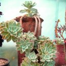 꽃님이네 이미지