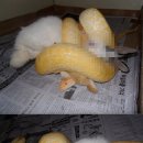 “토끼 산채로 죽는 과정을 인터넷에?”…애완용 뱀 키우는 한 블로거의 독특한 취미 이미지