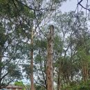 (주)알비노 | 내돈내산 시드니 투어 추천 블루마운틴투어 12월 후기 아이랑 페더데일 시닉월드 오픈런