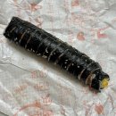 김밥킹천상점 이미지