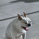 애견호텔 이미지