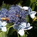 산에는꽃이피네 이미지