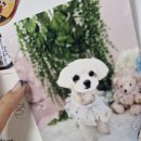 위드댕댕 이미지