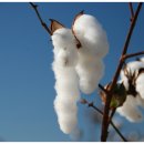 목화농장 이미지