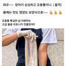 오동통 고급 품종 자포니카 민물장어 이미지