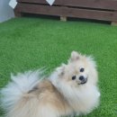 플레이독 애견유치원 이미지