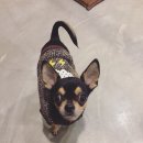 달중이네 펫호텔 이미지