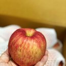 세영농장 | 농라카페 세영농장 햇사과 홍로