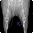 잠실베스트동물병원 수술재활센터 이미지