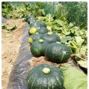 둥구나무민박 이미지