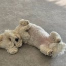 그린달빛 | 운정애견유치원 실력 좋은 구름이 그린 달빛 방문해서 반려견 미용하고 호텔까지 완벽하게 이용하고 온...