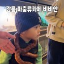 파충류카페 비비안 | [강릉] 파충류 체험을 원한다면~ ‘파충류카페 비비안’ 후기, 가격, 영업시간, 가까운 주차장, 체험 정보