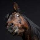 훼밀리승마클럽 이미지