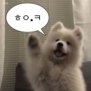 하이포항C | 이거 고데기에요? 아뇨, 펌 입니다 '포항 로꼬헤어' 하이레이어드펌