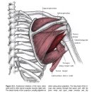 "소원근 - 작은원근, teres minor 이미지