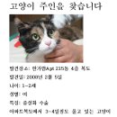 서울시 용산구 이촌동/여아 1~2세정도/ 삼색고양이 가람이를 병원에서 꺼내주세요!! 이미지