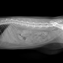 다산아이동물병원 이미지