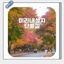 겟세마니 동산 | 미리내성지 단풍 11월9일 후기 (가을이었다! 이번주 놓치지 마세요)