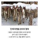 강원도 인제5대명품 용대리황태, 부드러운 황태채 요리 활용법 (황태국, 황태구이 레시피)
