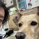 행복한아이세상 | [행복한유기견세상] 인천 간석동 유기견 봉사 성인 봉사 후기 어린아이도 가능