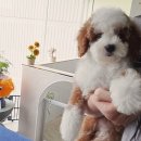 더앙쥬 티스토리
