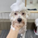 클라우드독 미용실 이미지