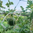 미경농장 이미지