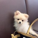 핫도그 애견 이미지