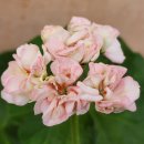 러블리몽 이미지