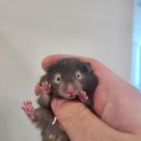 로던트 클럽 이미지