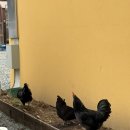 칸 게임장 | 대구 근교 캠핑, 청도 시설 좋은 카라반 글램핑 B-3 후기 _에이스캠프