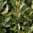 월계수한의원 이미지