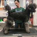 카사노바에리켄넬 이미지