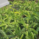 9's(나인스) PT STUDIO | 치앙마이 가성비 한달살기 숙소 님만 PT 레지던스 후기(1) - 가격, 장단점, 소음, 숙소사진, 예약방법