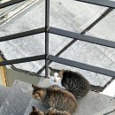 라고비스타 이미지