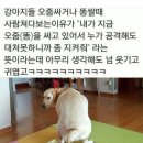 강아지들이 큰일볼때 주인쳐다보는 이유랍니다 ㅎㅎㅎ 이미지