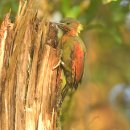 보르네오 섬의 새17 - Checker-throated Woodpecker 이미지