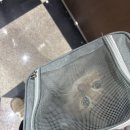 꽃냥 | 안양 꽃냥 고양이 미용실 친절하고 또 오고 싶은 곳