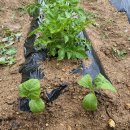 월현농장 이미지