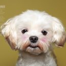 덕수네애견 이미지