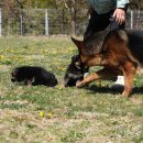 아마존애견사 이미지