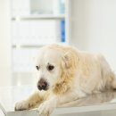 호평동물병원 이미지