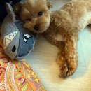 프랑소와펫(압구정점) 이미지