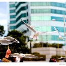 부산갈매기 이미지