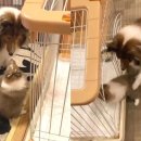 언니도그 이미지