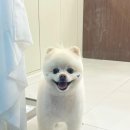 보밸롱 이미지