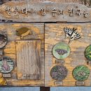 金두꺼비 이미지