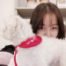 도니바니 | 강아지 우주선가방 사용후기와 노원 애견카페 도니바니 두번째 방문!