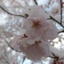 일본 벚꽃 축제풍경. 이미지