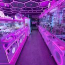 핑키펑키 이미지